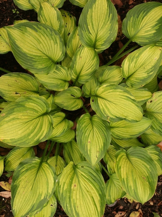 Image of Hosta 'Mid Morning'|Juniper Level Botanic Gdn, NC|JLBG