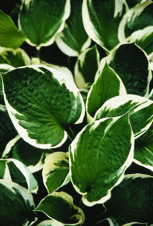 Image of Hosta 'Minuteman'|Juniper Level Botanic Gdn, NC|JLBG