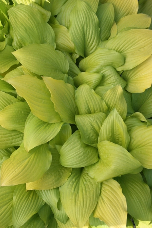 Image of Hosta 'Miss Susie'|Juniper Level Botanic Gdn, NC|JLBG