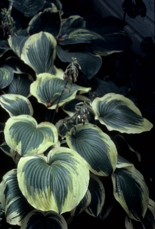 Image of Hosta 'Miss Tokyo'|H. Gowen Gdn, MN|H. Hansen
