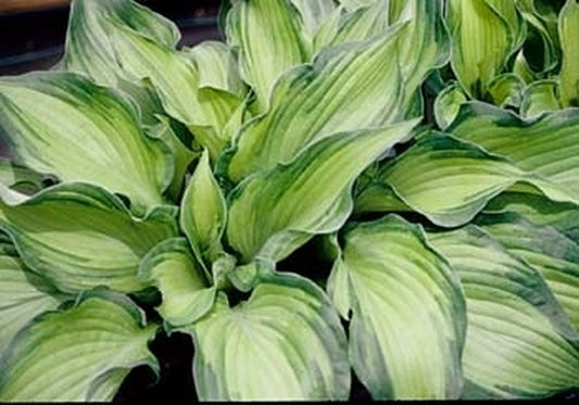 Image of Hosta 'Monument Circle'|Juniper Level Botanic Gdn, NC|JLBG