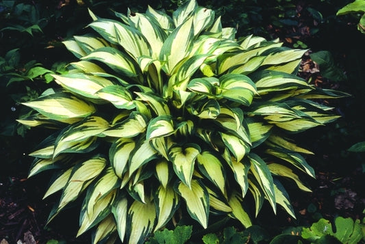 Image of Hosta 'Moonstruck'|H. Hansen Gdn, MN|H. Hansen