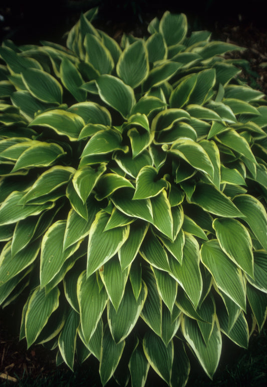 Image of Hosta 'Mount Everest'|Juniper Level Botanic Gdn, NC|JLBG