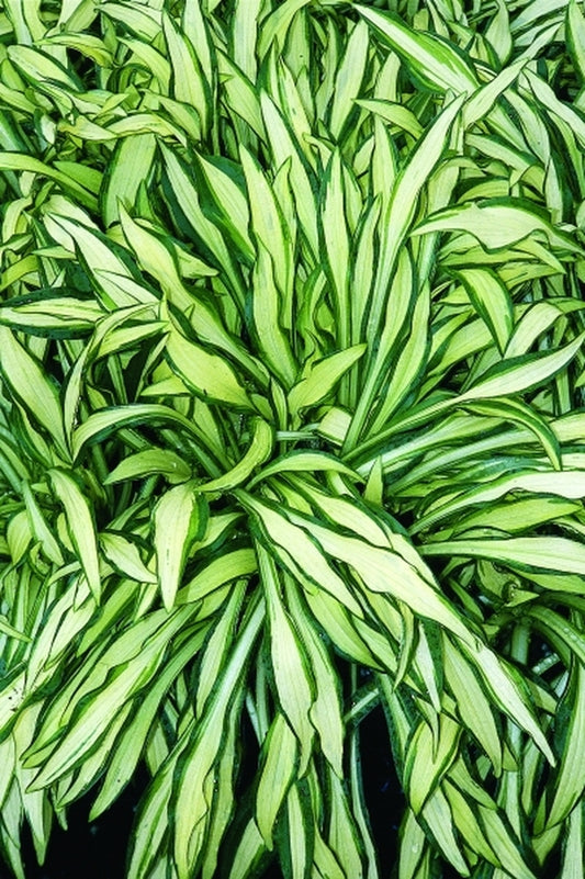 Image of Hosta 'Mountain Fog'|Juniper Level Botanic Gdn, NC|JLBG