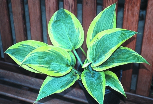 Image of Hosta 'Mourning Dove' PP 17,311|H. Hansen Gdn, MN|H. Hansen