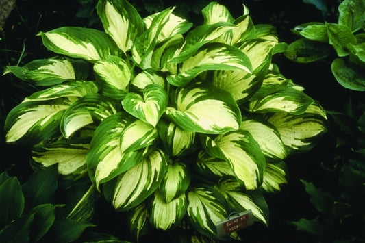 Image of Hosta 'My Child Insook'|A. Wilson Gdn, IA|H. Hansen