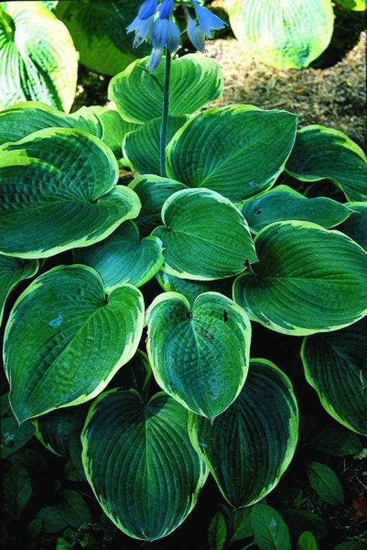 Image of Hosta 'My Friend Nancy'|H. Hansen Gdn, MN|