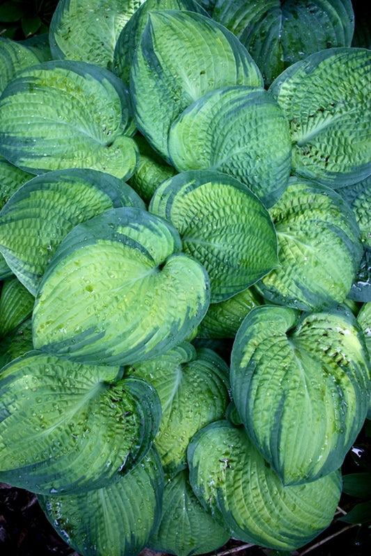 Image of Hosta 'Nefertiti'|H. Hansen Gdn, MI|