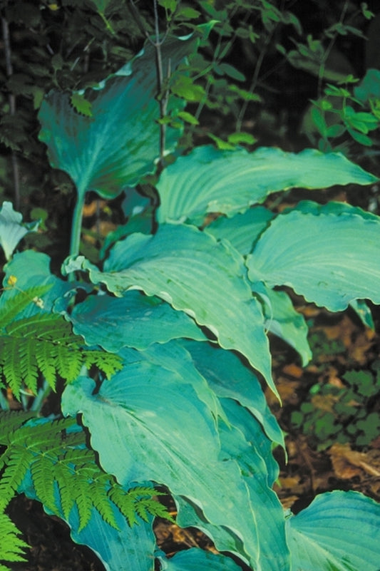 Image of Hosta 'Neptune' PP 19,674|H. Hansen Gdn, MN|H. Hansen