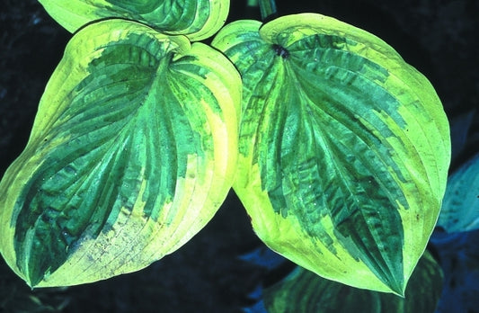 Image of Hosta 'Oh Cindy'|H. Hansen Gdn, MN|H. Hansen
