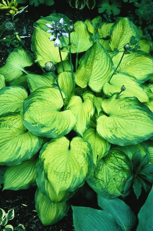 Image of Hosta 'Old Glory' PP 12,503|H. Hansen Gdn, MN|