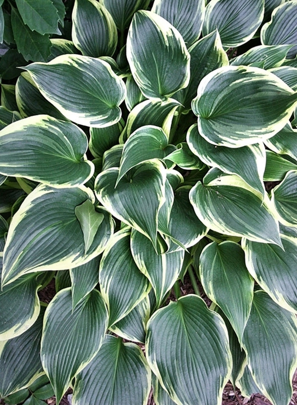 Image of Hosta 'On with the Show'taken at Juniper Level Botanic Gdn, NC by JLBG