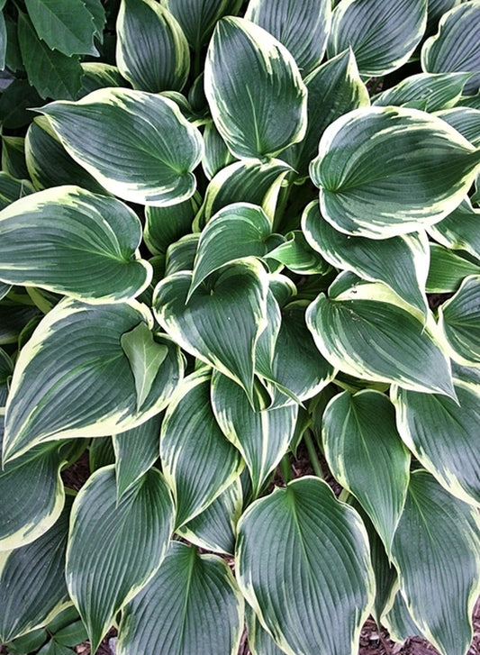 Image of Hosta 'On with the Show'taken at Juniper Level Botanic Gdn, NC by JLBG