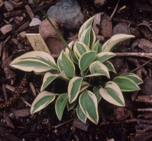 Image of Hosta 'Orphan Annie'|H. Hansen Gdn, MN|H. Hansen