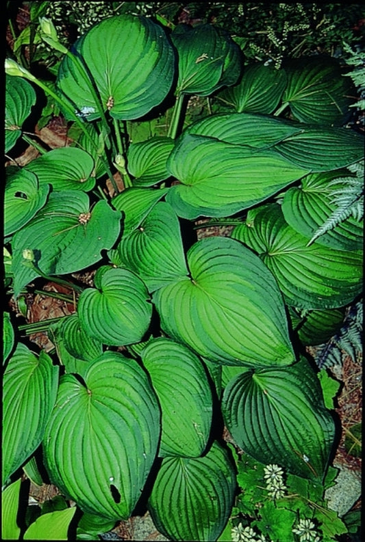 Image of Hosta 'Paintbrush'|R. Herold Gdn, MA|