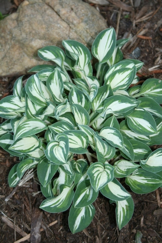 Image of Hosta 'Pandora's Box'|Juniper Level Botanic Gdn, NC|JLBG