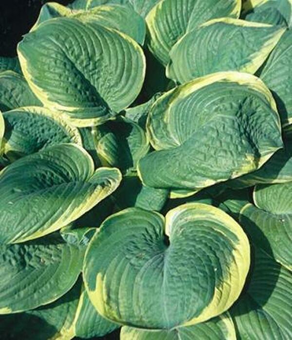 Image of Hosta 'Parasol'|H. Hansen Gdn, MN|