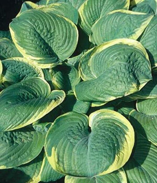 Image of Hosta 'Parasol'|H. Hansen Gdn, MN|