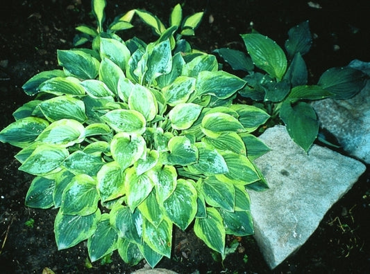Image of Hosta 'Parky's Prize'|J. Hawes Gdn, MD|H. Hansen