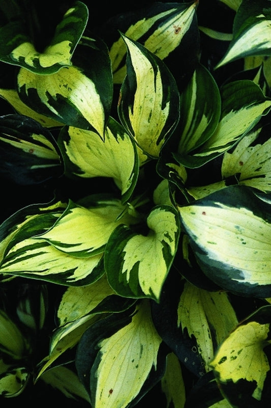 Image of Hosta 'Pathfinder'|Juniper Level Botanic Gdn, NC|JLBG