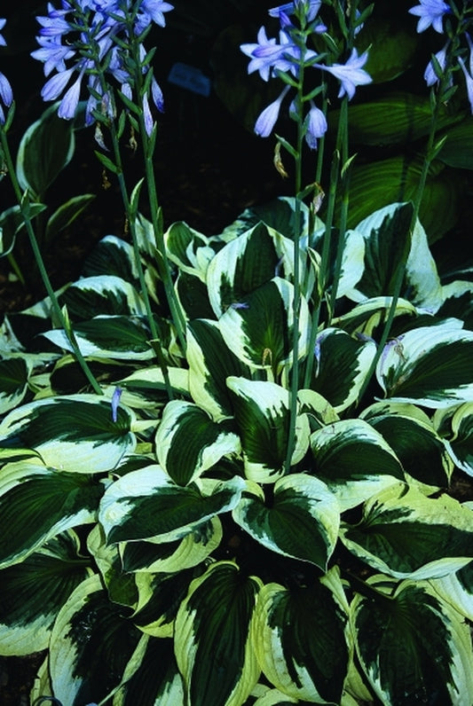 Image of Hosta 'Patriot'|Tiagros Gdn, MI|