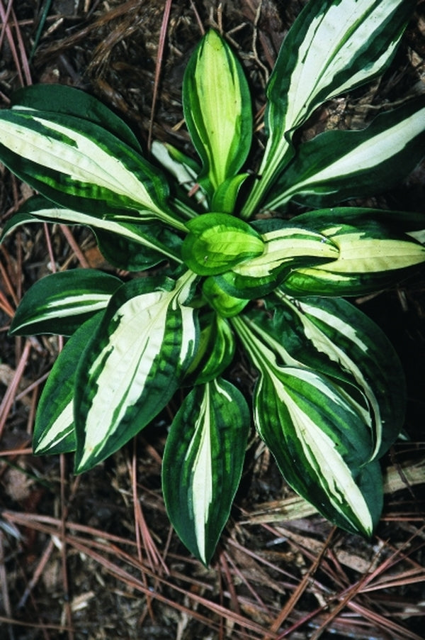Image of Hosta 'Peanut'|Juniper Level Botanic Gdn, NC|JLBG
