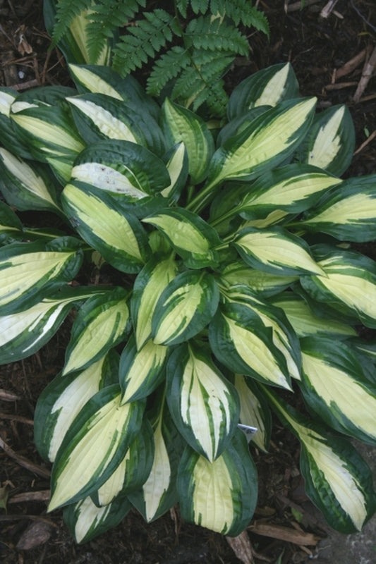 Image of Hosta 'Peanut'|Juniper Level Botanic Gdn, NC|JLBG