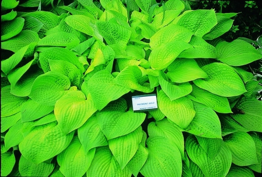 Image of Hosta 'Piedmont Gold'|V. Wade Gdn, OH|