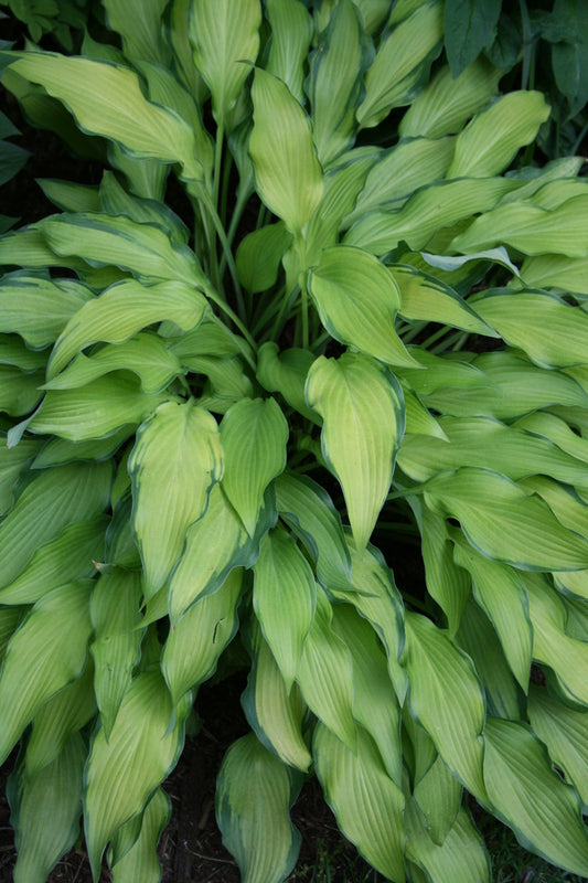 Image of Hosta 'Pineapple Upside Down Cake'taken at Juniper Level Botanic Gdn, NC by JLBG
