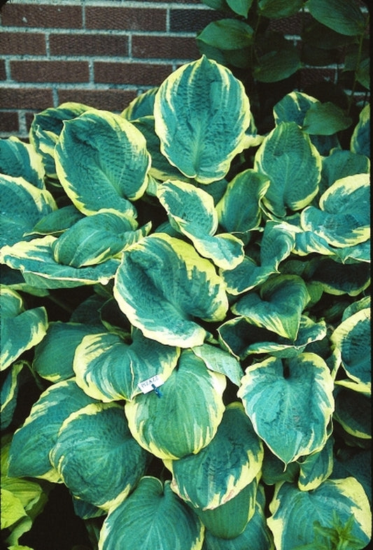 Image of Hosta 'Pizzazz'|Welliver Gdn, MN|