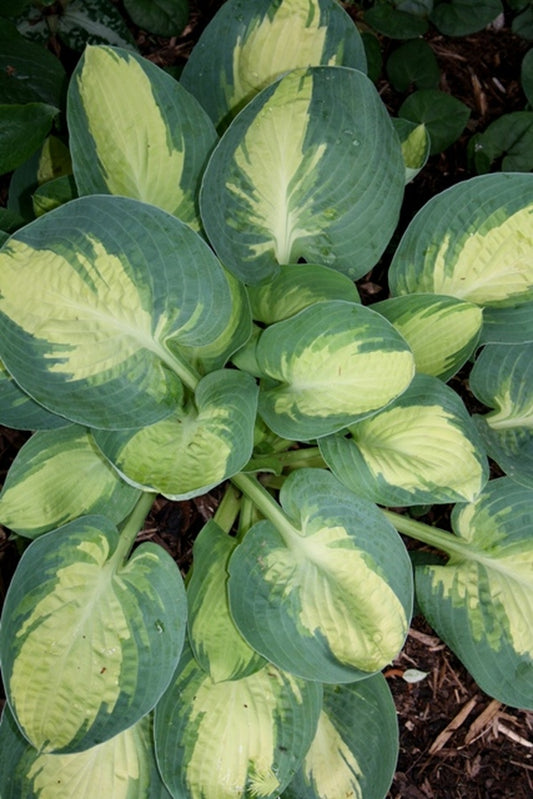 Image of Hosta 'Popcorn'|Juniper Level Botanic Gdn, NC|JLBG