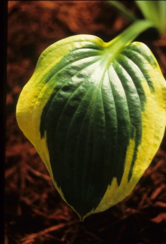 Image of Hosta 'Prairie Magic'|Q & Z Nsy, IL|Q&Z Nursery