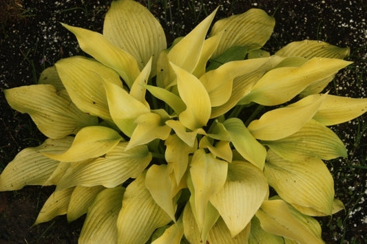 Image of Hosta 'Prairie Moon'|Walters Gardens, MI|H. Hansen