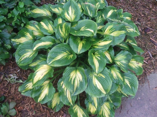 Image of Hosta 'Prestige and Promise'|C. Brashear Gdn, CT|C. Brashear