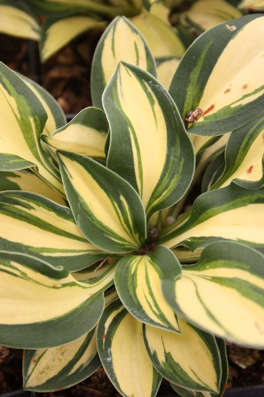 Image of Hosta 'Pure Heart'|Juniper Level Botanic Gdn, NC|JLBG