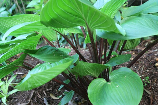 Image of Hosta 'Purple Heart' PP 22,725|Juniper Level Botanic Gdn, NC|JLBG