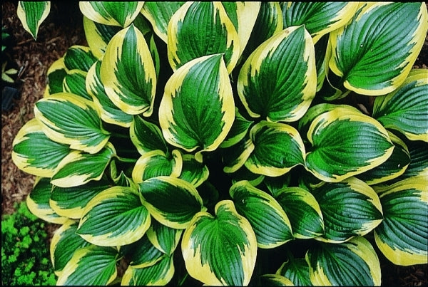 Image of Hosta 'Queen Josephine'|P. Stygall Gdn, IN|