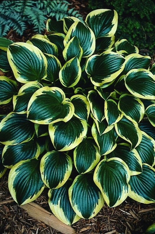 Image of Hosta 'Queen Josephine'|P. Stygall Gdn, IN|