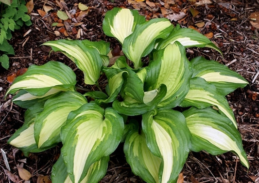 Image of Hosta 'Raspberry Sundae' PP 22,685||