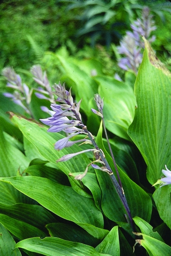 Learn about Hosta 'Red October' | R. Herold NR | Encyclopedia