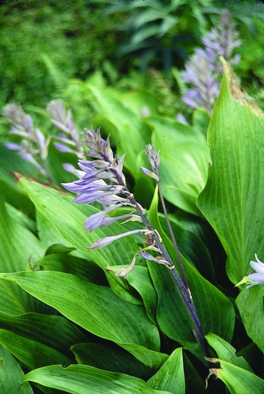 Image of Hosta 'Red October'|R. Herold Gdn, MA|