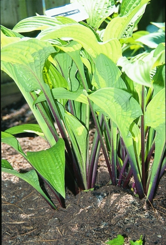 Image of Hosta 'Regal Rhubarb'|B. Skaggs Gdn, IN|