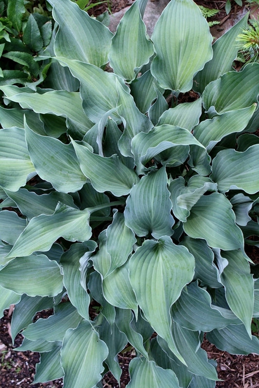 Image of Hosta 'Restless Sea'||