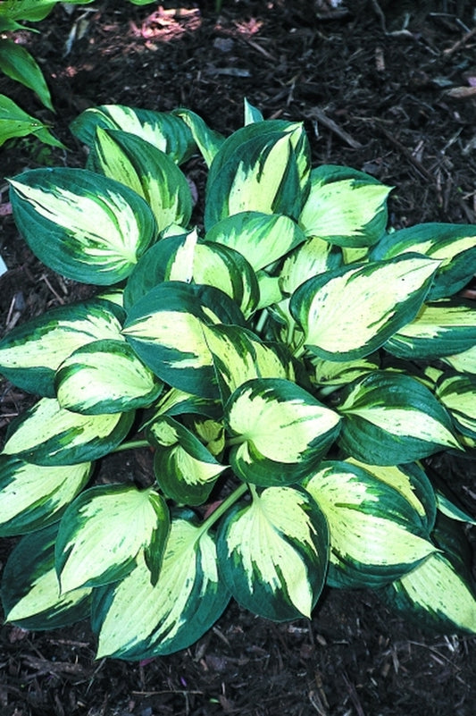 Image of Hosta 'Revolution'|Juniper Level Botanic Gdn, NC|JLBG