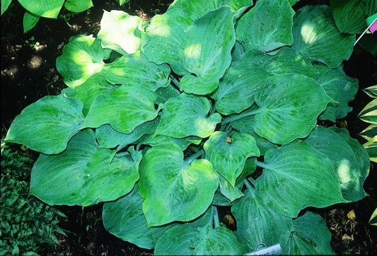 Image of Hosta 'Rhapsody In Blue'|J. Wilkins Gdn, MI|