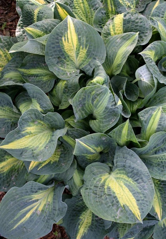 Image of Hosta 'Rhino Hide' PP 23,665|Walters Gardens, MI|