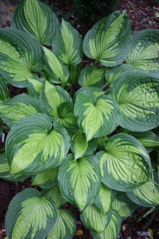 Image of Hosta 'Roy Klehm' PP 19,647|Juniper Level Botanic Gdn, NC|JLBG