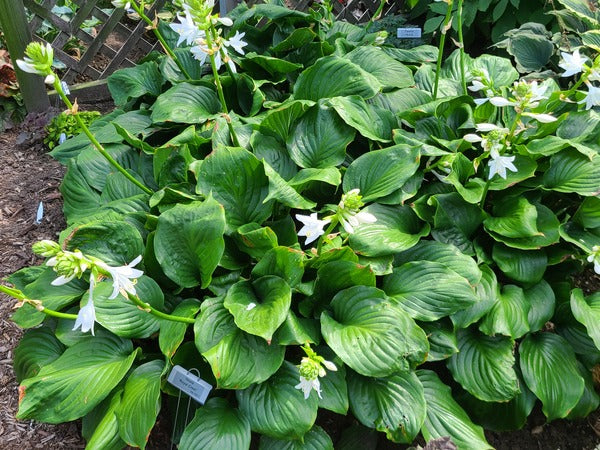 Image of Hosta 'Royal Crest' PP 32,067taken at Walters Gardens, MI by JLBG