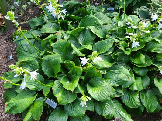 Image of Hosta 'Royal Crest' PP 32,067taken at Walters Gardens, MI by JLBG