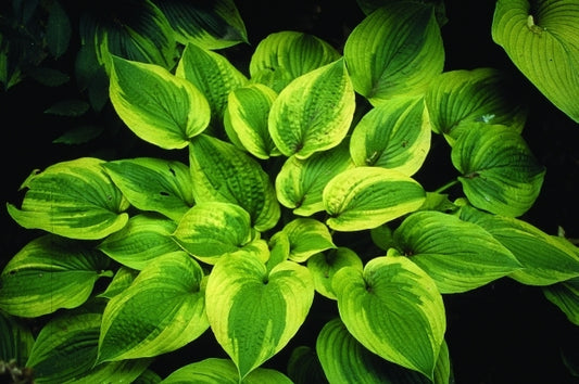 Image of Hosta 'Royal Flush'|H. Hansen Gdn, MN|H. Hansen